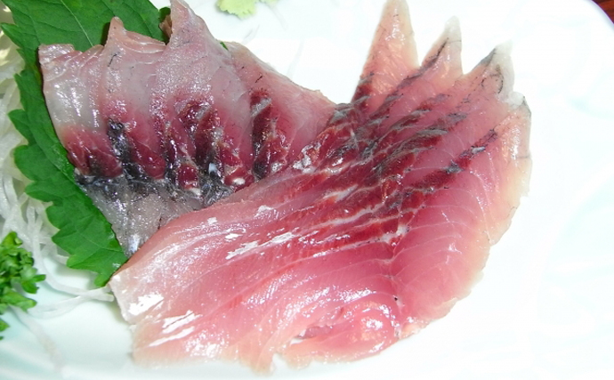 食用フナの放流が実施される　淡水魚フナを美味しくするのは「海水」？