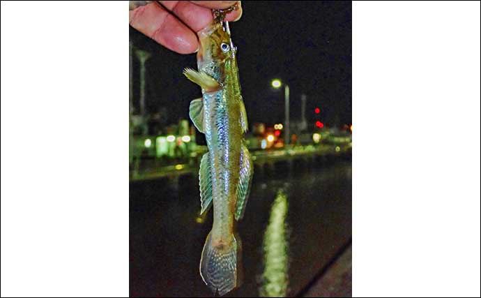 運河の夜ハゼ釣りで16cm頭に25匹　常夜灯周りを狙い撃ち良型ゲット