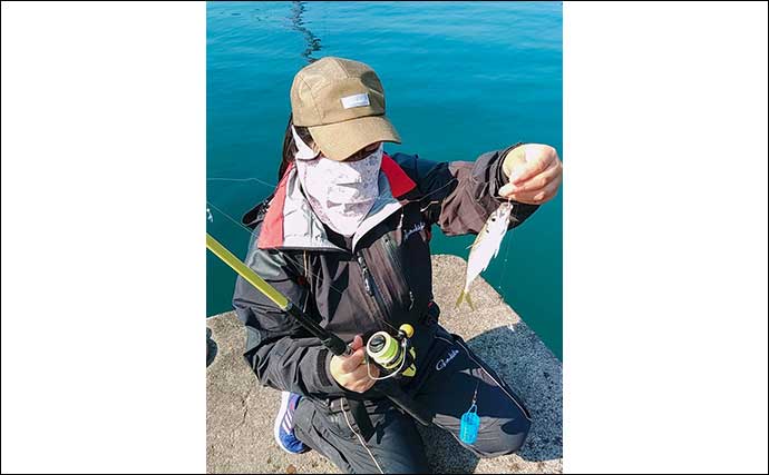 三重・錦漁港での堤防サビキ釣りで15cm級のアジが入れ食いで大満足