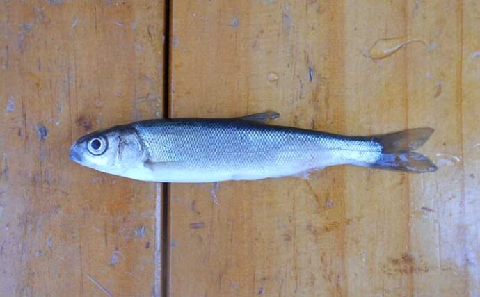 養殖ウグイ（銀平・ギンペイ）が活きエサ最強？　特徴・保管方法・対象魚