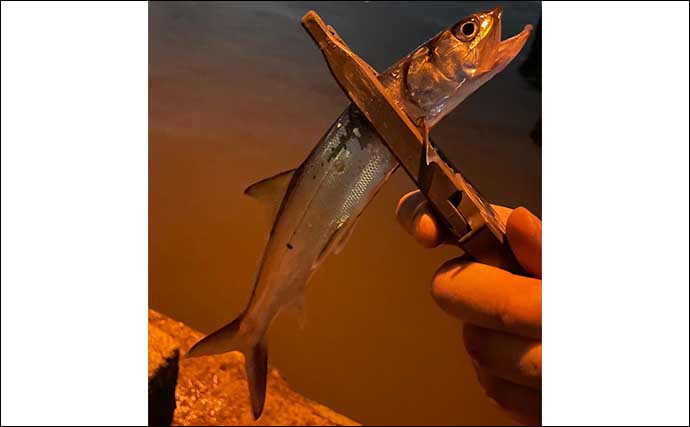 大阪湾奥アジングで釣れた謎の魚は『カライワシ』　最大1mに成長？