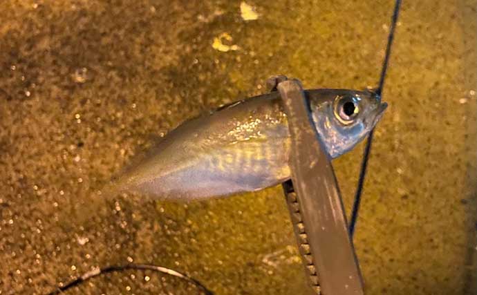 大阪湾奥アジングで釣れた謎の魚は『カライワシ』　最大1mに成長？