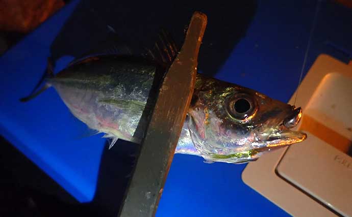 清水港のアジング釣行で本命2ケタ釣果　平均サイズも20cm超えと満足