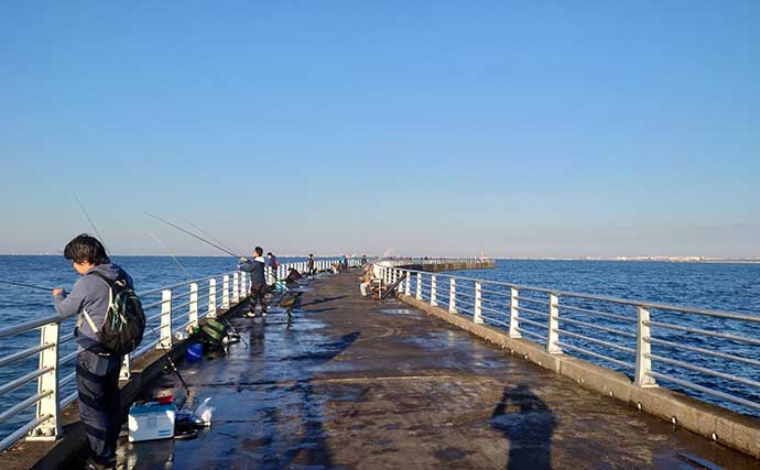 千葉・検見川浜突堤サビキ釣りでイワシ50尾　米ぬかコマセでコスト削減