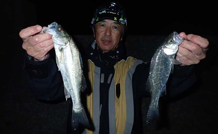 夜の堤防釣りで30cm級セイゴ連発 虫エサの電気ウキ仕掛けでキャッチ