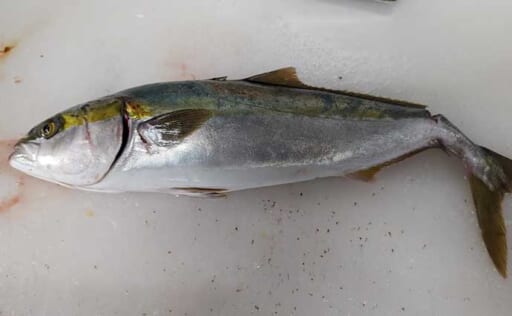 養殖ハマチが天然ハマチよりも高価なワケとは？ ブリ類の目利きも解説 | TSURINEWS
