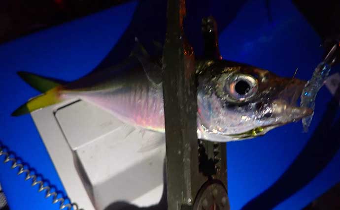 清水港のアジング釣行で本命2ケタ釣果　平均サイズも20cm超えと満足