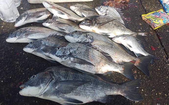徳島の沖波止でのフカセ釣りで58cmチヌ堂々浮上　良型中心の数釣りに