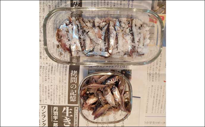 千葉・検見川浜突堤サビキ釣りでイワシ50尾　米ぬかコマセでコスト削減