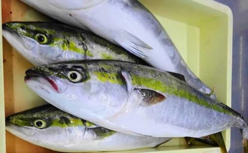 養殖ハマチが天然ハマチよりも高価なワケとは? ブリ類の目利きも解説 | TSURINEWS