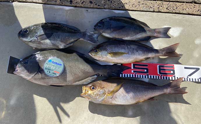 蓋井島での磯フカセ釣りで秋グレ爆釣　44cm尾長筆頭に30cm超え連発