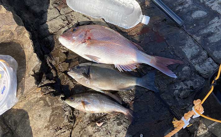 1泊2日の沖磯カゴ釣りに挑戦 日中はヒラマサに夜はマダイを狙う | TSURINEWS