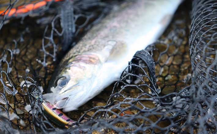 初のエリアトラウトでニジマス2桁釣果 ブリのバラシをニジマスで癒す