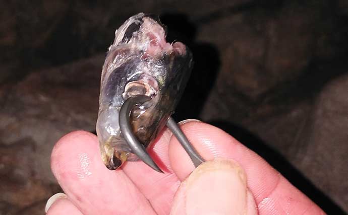 釣り上げられた根魚が吐き出す「エサ」について　消化に1週間かかる？