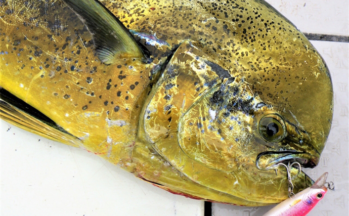 釣りターゲットとして人気の『シイラ』が日本の主流漁業種になる可能性