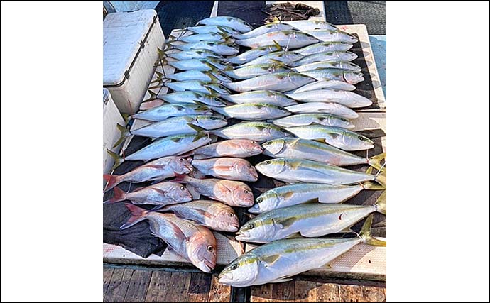 角島沖の落とし込み釣りでヤズ中心にマダイや根魚なども多彩にヒット