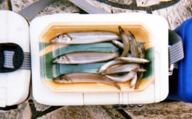 神奈川・平塚海岸でのキス投げ釣りで20尾超え　20cm級も混じる