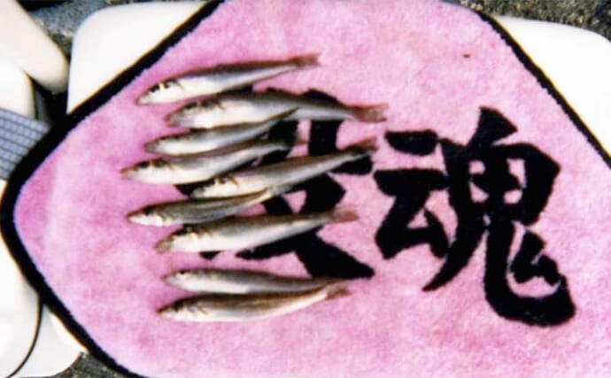 静岡・清水港のキス投げ釣りでピンギス2桁釣果　ヒイラギ連発に苦戦