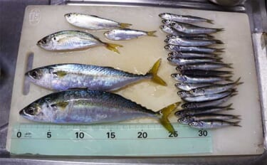 海釣り施設でのサビキ釣りでイワシ20尾　冬季はサッパやコノシロ中心か