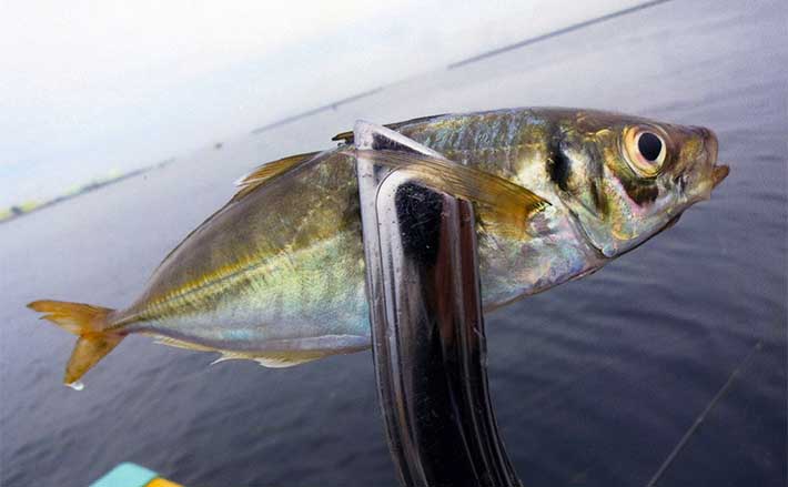 三重・四日市港のウキサビキ釣りで20cm級アジ ウキ消しこむアタリ満喫