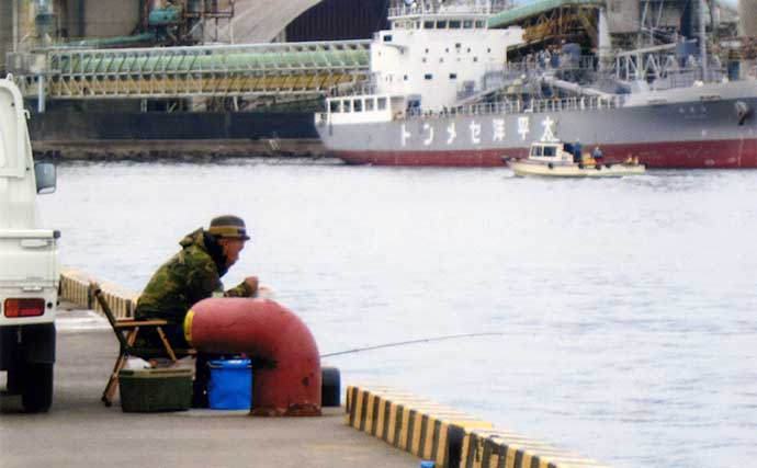 三重・四日市港のウキサビキ釣りで20cm級アジ　ウキ消しこむアタリ満喫