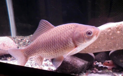 京都や佐賀の一部では正月にフナを食す 理由は「見た目がタイっぽいから」 | TSURINEWS