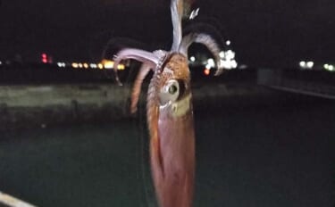 夜の漁港でヒイカゲームに初挑戦【愛知】 エサ釣りは不発もエギングで本命…