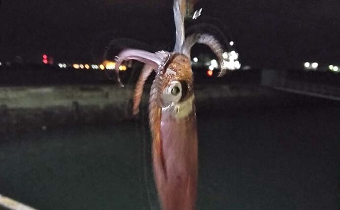 夜の漁港でヒイカゲームに初挑戦【愛知】 エサ釣りは不発もエギングで本命ゲット