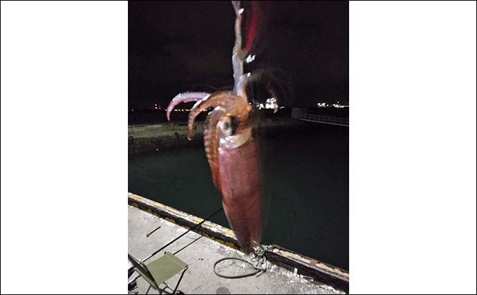 夜の漁港でヒイカゲームに初挑戦【愛知】 エサ釣りは不発もエギングで本命ゲット