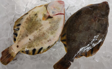 北海道で「お魚ベストイレブン」が選出　超美味だけどマイナーな『マツカワ…