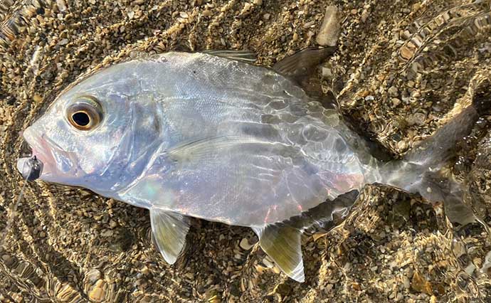 石垣島への家族旅行で幻の魚『タマカイ』が陸から釣れた　最大3mに成長