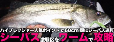 東京・荒川のシーバス釣行で60cm頭に本命3尾　ソフトルアーのみで攻略
