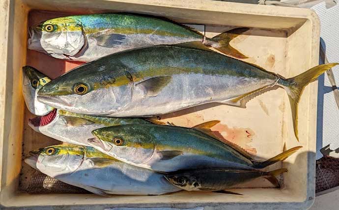 2022年の大阪湾青物（ブリ族）釣りを振り返る　当たり年だった？
