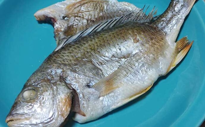 釣り人的「ご飯のお供」レシピ：キビレの開き・ライト　【薄塩】がポイント