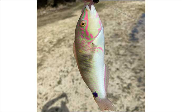 石垣島への家族旅行で幻の魚『タマカイ』が陸から釣れた　最大3mに成長