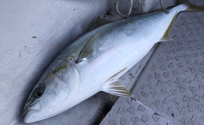 「正月魚をGET！」タイラバ＆ジギングでマダイ6尾にブリ族3本【新潟・上越】
