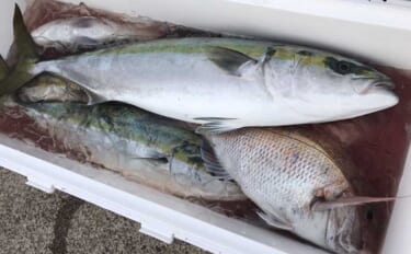 「正月魚をGET！」タイラバ＆ジギングでマダイ6尾にブリ族3本【新潟・…