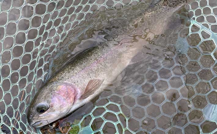 エリアトラウト釣行でニジマス38匹 スプーンのズル引きに連発【岐阜】 | TSURINEWS