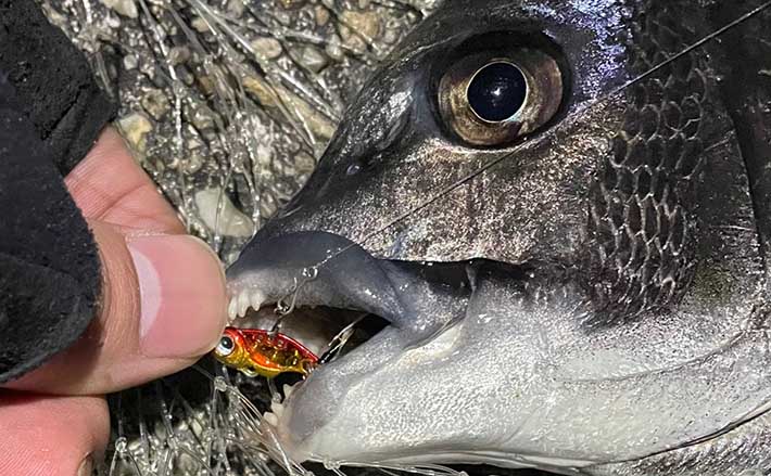 冬の湾奥ライトゲームの大型ゲスト対策 シーバスとチヌは獲れる