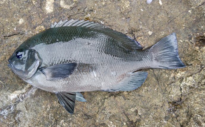 『メジナ』の地方名がやたらに多いワケ　磯にいる魚は呼び名が増えがち？