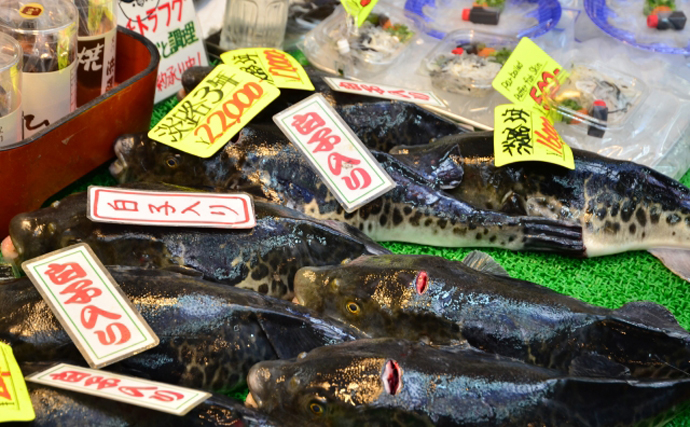 福島でトラフグが2年連続の豊漁　生息域拡大も今までの名産地では漁獲減少傾向か
