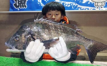 少年アングラーが50.5cm年無しクロダイGET【三重】 筏＆海上釣り堀最新釣果