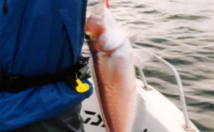 タイラバ釣行で35cm頭にアマダイ好捕【大分】 水深50m前後でヒット