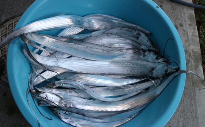 東京湾でタチウオの漁獲量が増加中　温暖化の影響とは言い切れない訳とは？