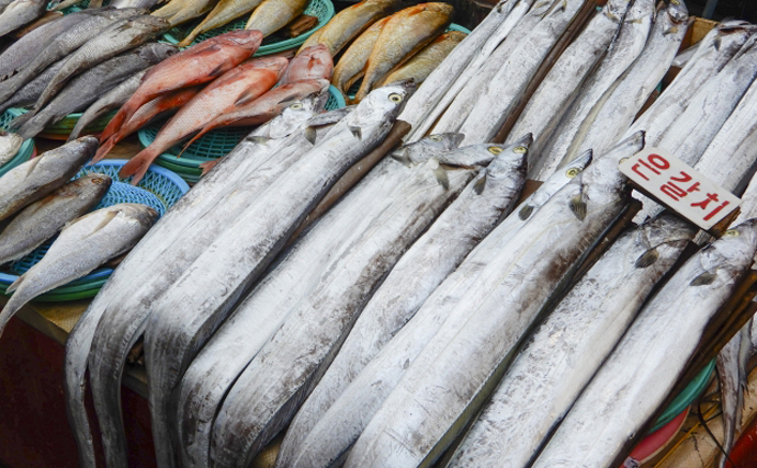 東京湾でタチウオの漁獲量が増加中　温暖化の影響とは言い切れない訳とは？