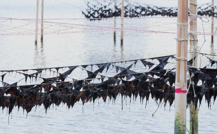 有明海で過去最悪レベルの「養殖ノリの色落ち」が発生　牡蠣がピンチを救う？