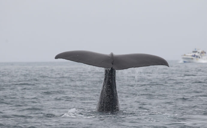 大阪湾の迷いクジラ「淀ちゃん」の亡骸で新生態系構築の可能性　『鯨骨生物群集』とは？