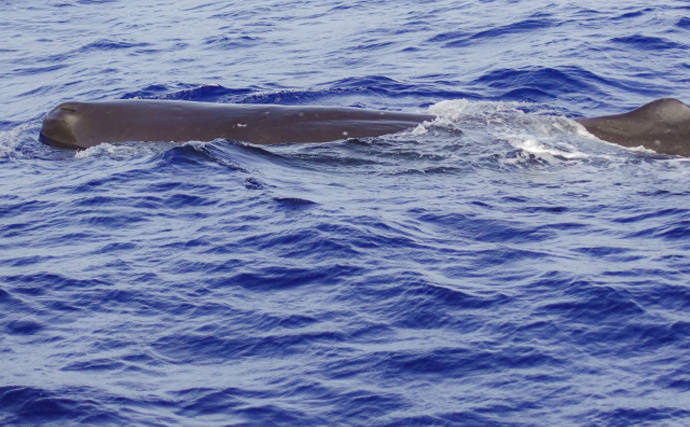 大阪湾の迷いクジラ「淀ちゃん」の亡骸で新生態系構築の可能性　『鯨骨生物群集』とは？