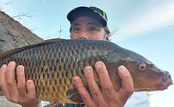 長良川郡上で寒ゴイ釣りで大正三色にマゴイを手中【岐阜】 ノベザオで