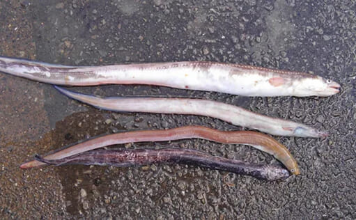 「見た目はまるでモンスター」 それでも実は美味しい『深海アナゴ』たち | TSURINEWS